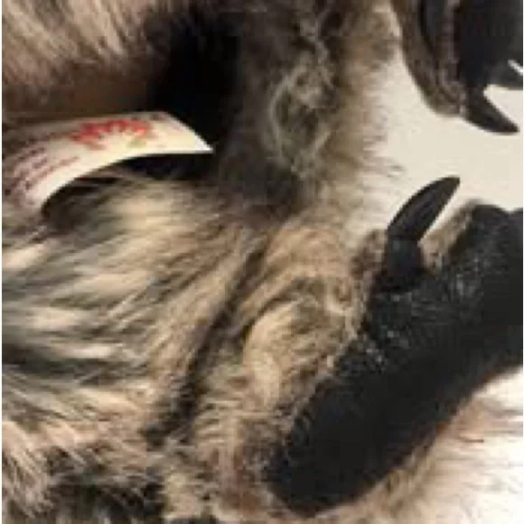 Folkmanis Raccoon Hand Puppet stuffed animal - Picture 6 of 6